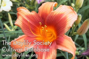 Daylily Flaming Torch